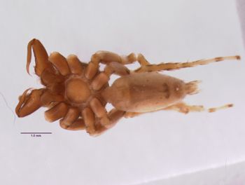 Media type: image; Invertebrate Zoology 21477